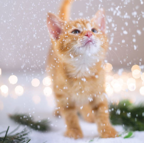 'Kitten in the Snow' Christmas Cards