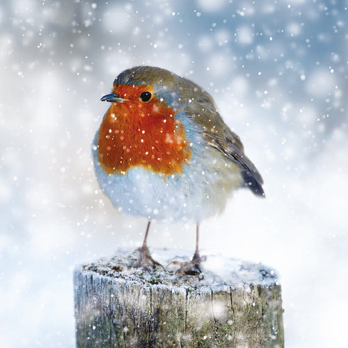 'Robin on a Snowy Post' Christmas Cards
