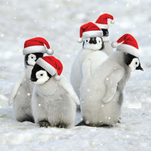'Penguin Chicks' Christmas Cards