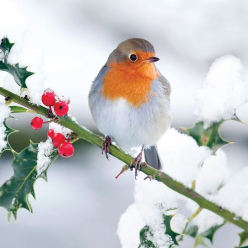 'Robin in the Snow' Christmas Cards
